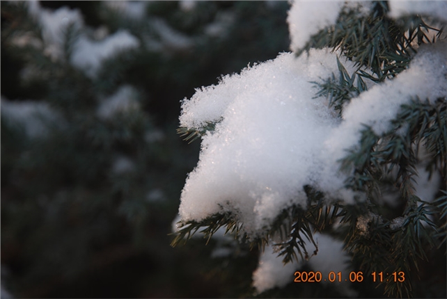 井陉站  “雪”松  郝军英_副本.jpg