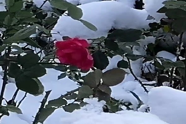 雪中花  王保华.jpg